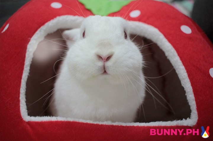 BunnyPH-Photos-with-2022-logo-06