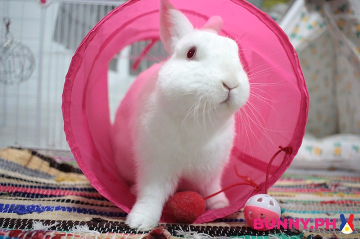 BunnyPH-Photos-with-2022-logo-40