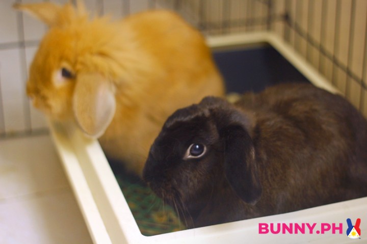 BunnyPH-Photos-with-2022-logo-53