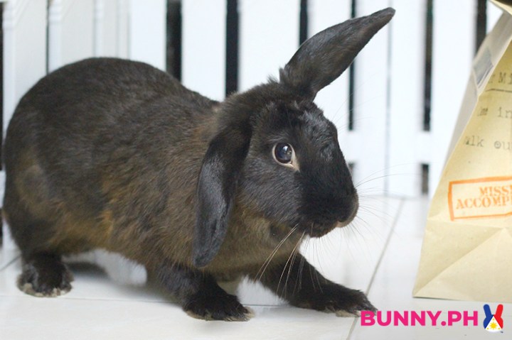 BunnyPH-Photos-with-2022-logo-48