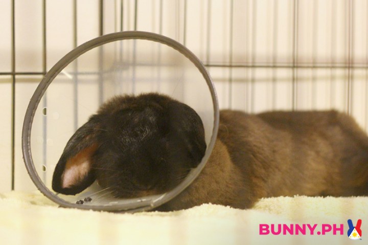 BunnyPH-Photos-with-2022-logo-49