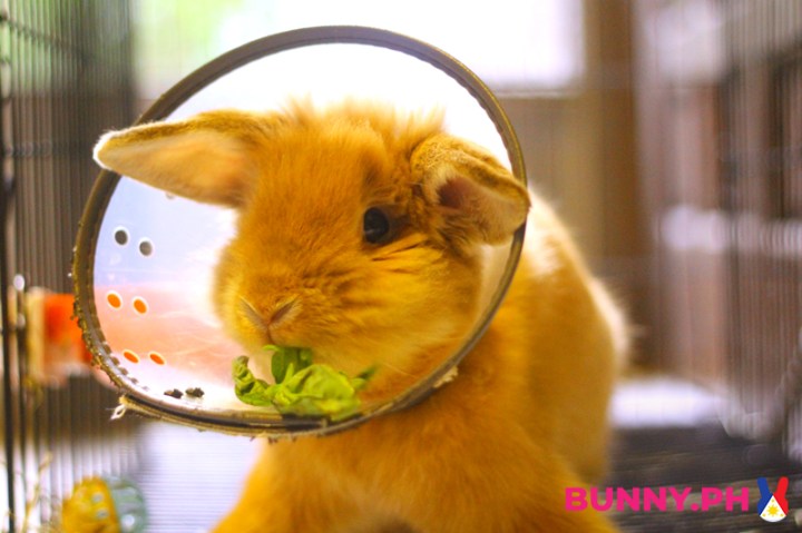 BunnyPH-Photos-with-2022-logo-50