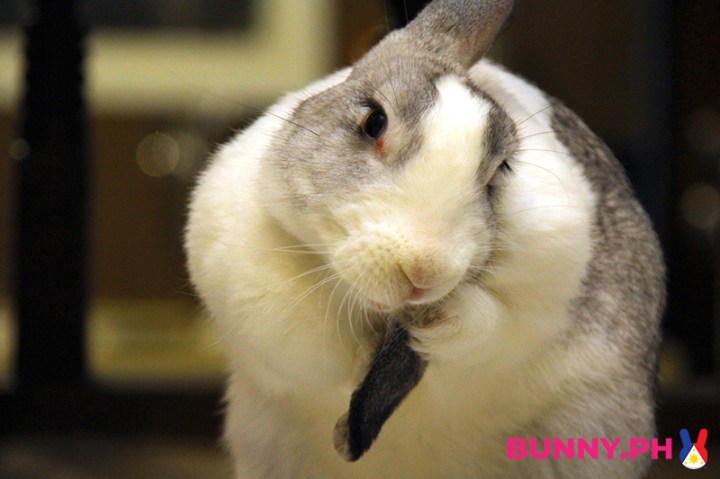 BunnyPH-Photos-with-2022-logo-51