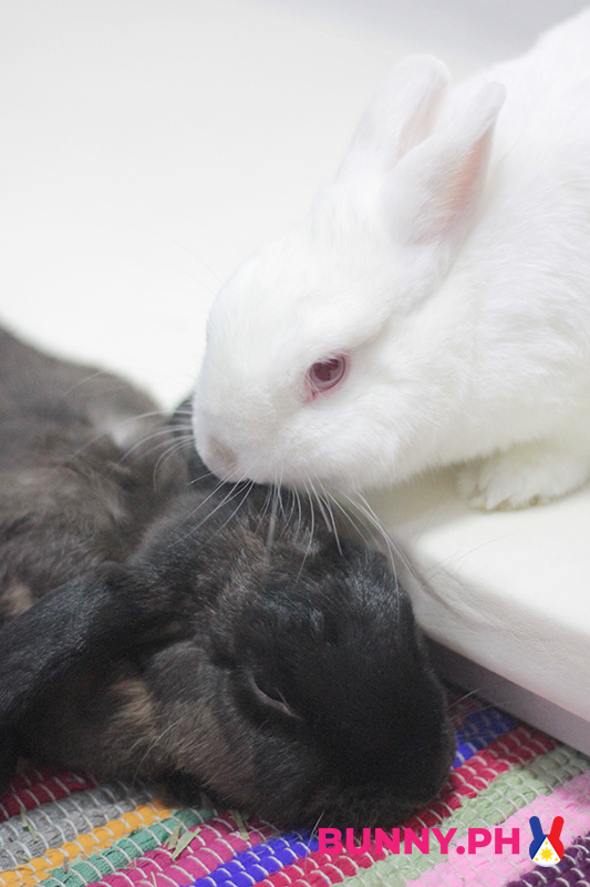 BunnyPH-Photos-with-2022-logo-Portrait-09